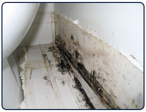 bathroom mold