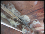 Mold Growth in ceiling of San Diego Home